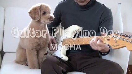 'Guitar Playing Dog'    toy poodle MOCHA / JPN