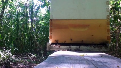 Hive entrance to my langstroth captured swarm hive