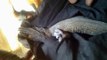 Science & Nature - Wildfacts,Tokay Geckos he Million-rupee Reptile