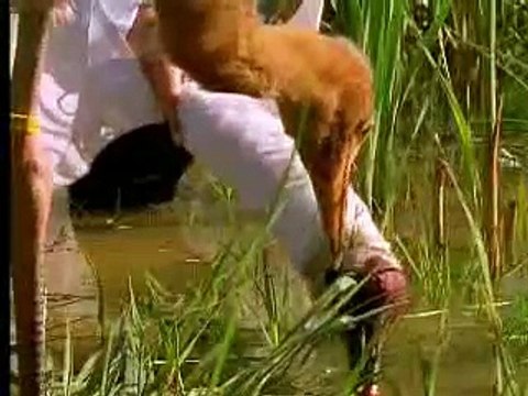 Amazing nature - feeding and raising wild baby crane birds - David Attenborough - BBC wildlife