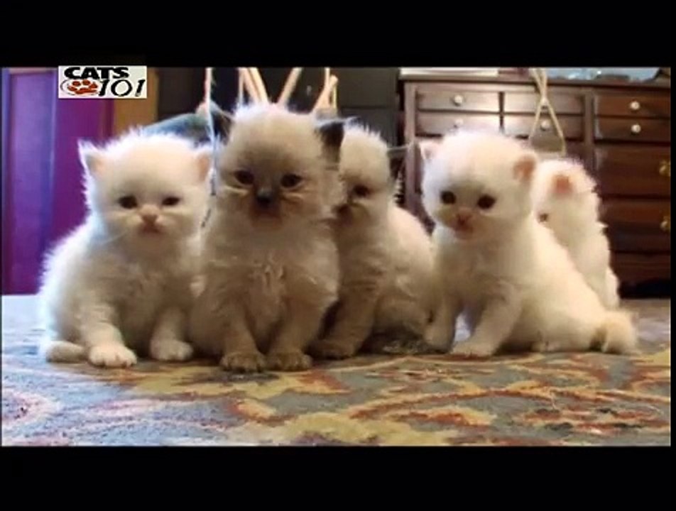 CATS 101 - Himalayan [ENG]