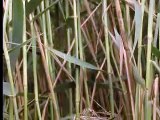 Nature of the cuckoo duck - David Attenborough  - BBC wildlife