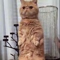 Cat with super strong legs stands like a human