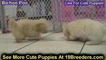 Bichon Poo, Puppies For Sale, In Macon, Georgia, GA, 19Breeders, Athens,Augusta, Columbus