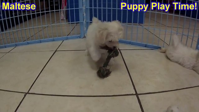 Maltese, Puppies For Sale, In Macon, Georgia, GA, 19Breeders, Athens,Augusta, Columbus