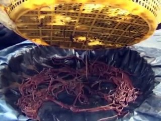 เลี้ยงไส้เดือน2 โดย ดร.อานัฐ ตันโช