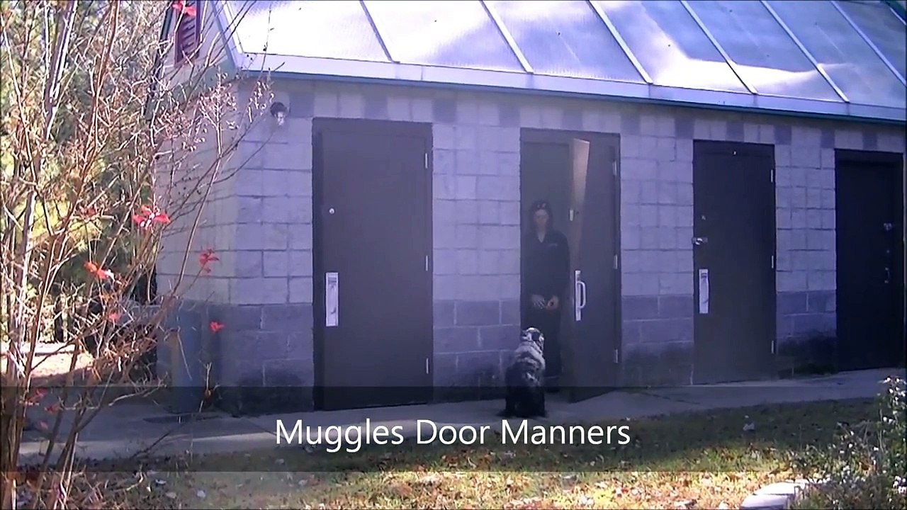 6yo Australian Shepherd "Muggles" Before and After Video - Raleigh Durham Dog Training