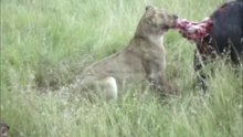 Lions eat Buffalo alive