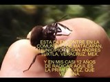 HORMIGAS CHICATANA - ANT INSECT