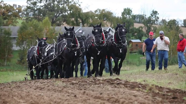 9 percherons pulling a 3 bottom John Deere plow pt 2