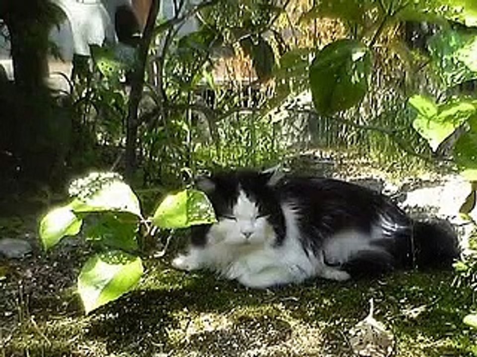 neko