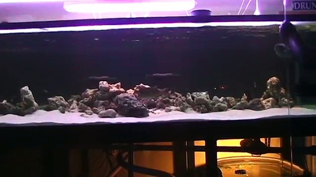 FEEDING TIME! BLACK TIP REEF SHARK