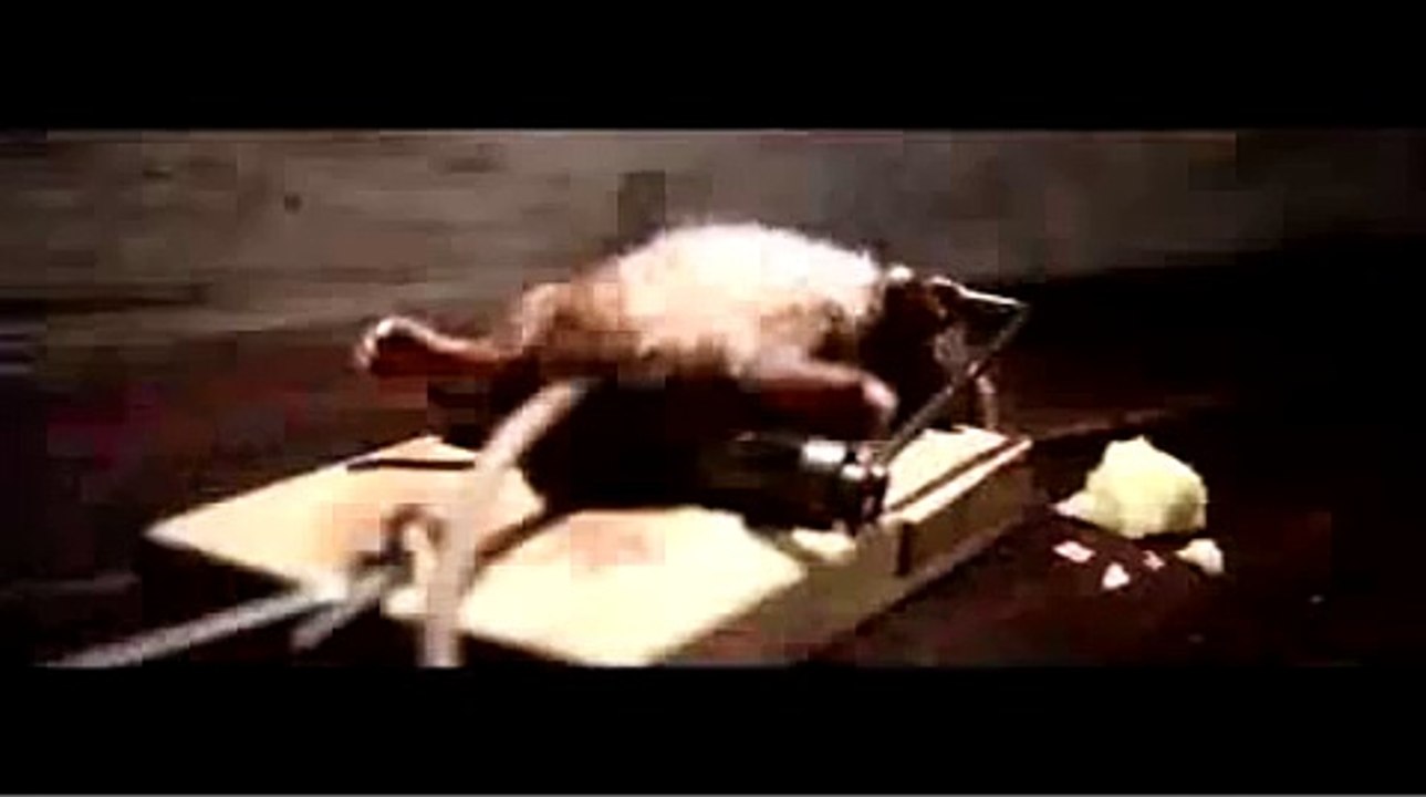 Funny Mouse Nolan Cheese Commercial