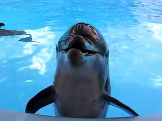 Crazy Laughing Dolphin!