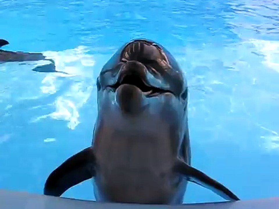 Crazy Laughing Dolphin!
