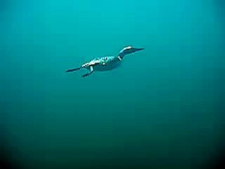 Loon joins scuba divers