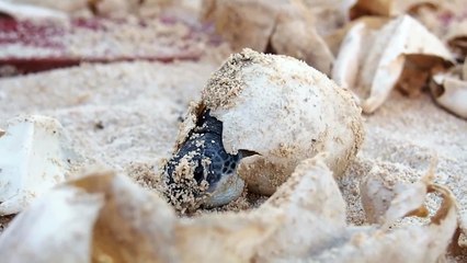 Baby Sea turtle hatching