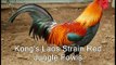 Kong's Laos Strain Red Jungle Fowls