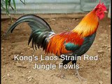 Kong's Laos Strain Red Jungle Fowls