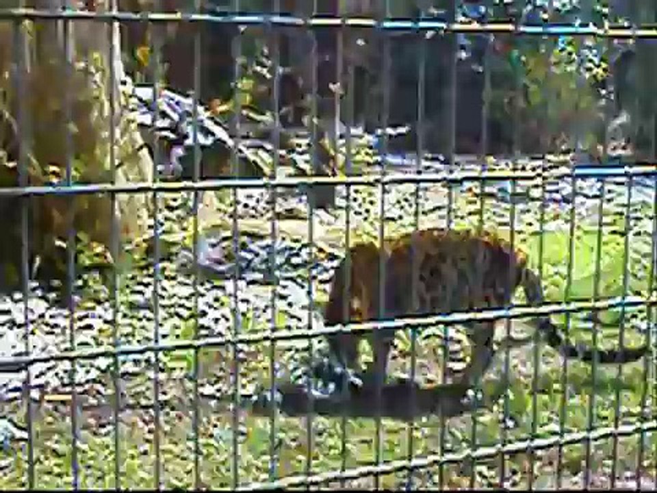 Tierpark Bochum 2008