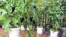 Great Container Peppers:The 'Poblano' Pepper is Outstanding! - The Rusted Vegetable Garden
