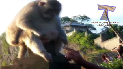 Cute and chubby animals - Funny animal compilation