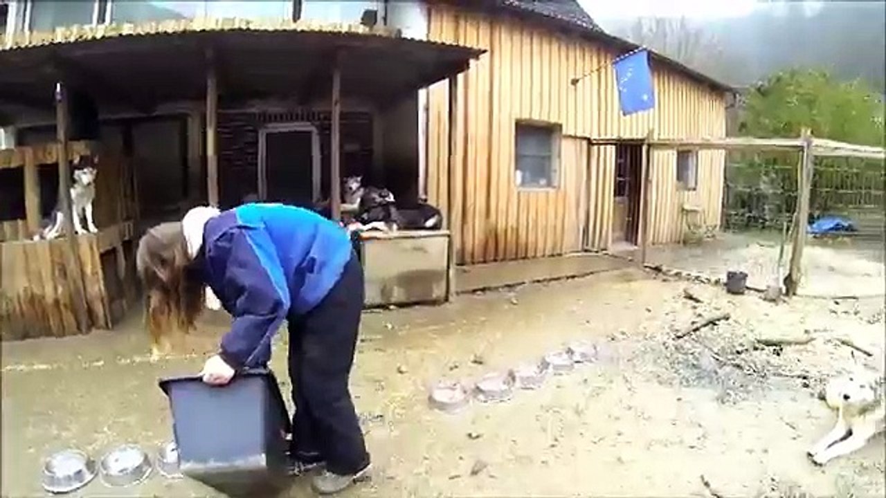 Husky-Video, Husky-Action with 17 Siberian Huskies