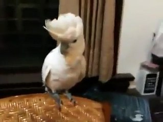 Parrot Dancing Gangnam Style
