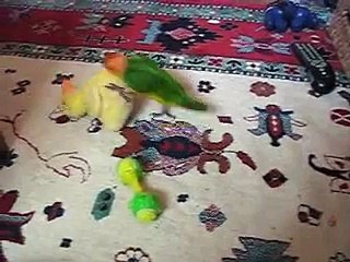 Freckles the Parrot Fighting 'The Duck' (chick fight)