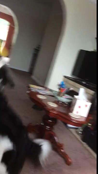 Dog vs frisbee