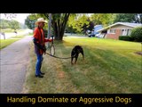 Rottweiler Fury Unleashed - Dog Whisperer BIG CHUCK MCBRIDE