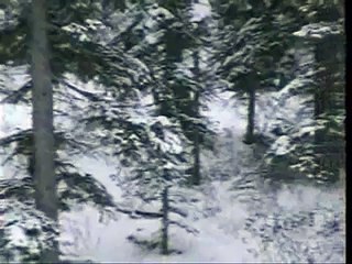 Wild Wolves in Canada