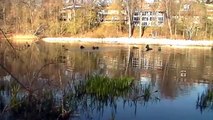 Canada geese honking calling swimming High Park Grenadier Pond Toronto Canada