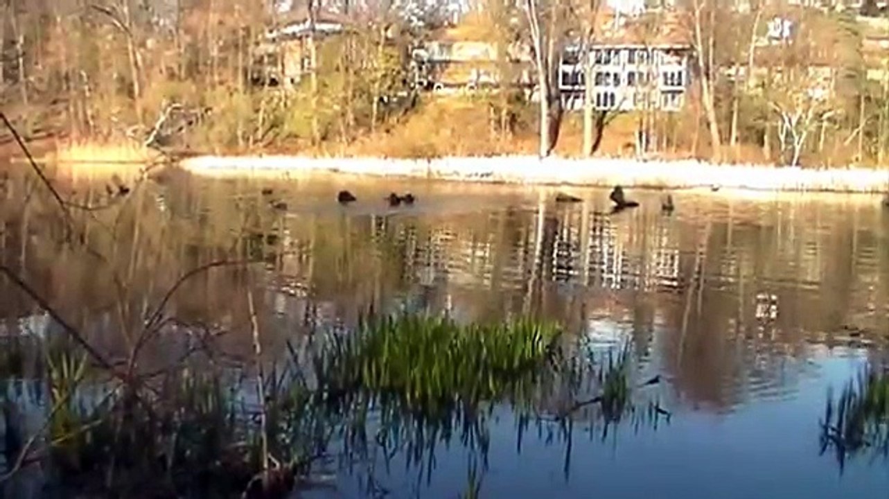 Canada geese honking calling swimming High Park Grenadier Pond Toronto Canada