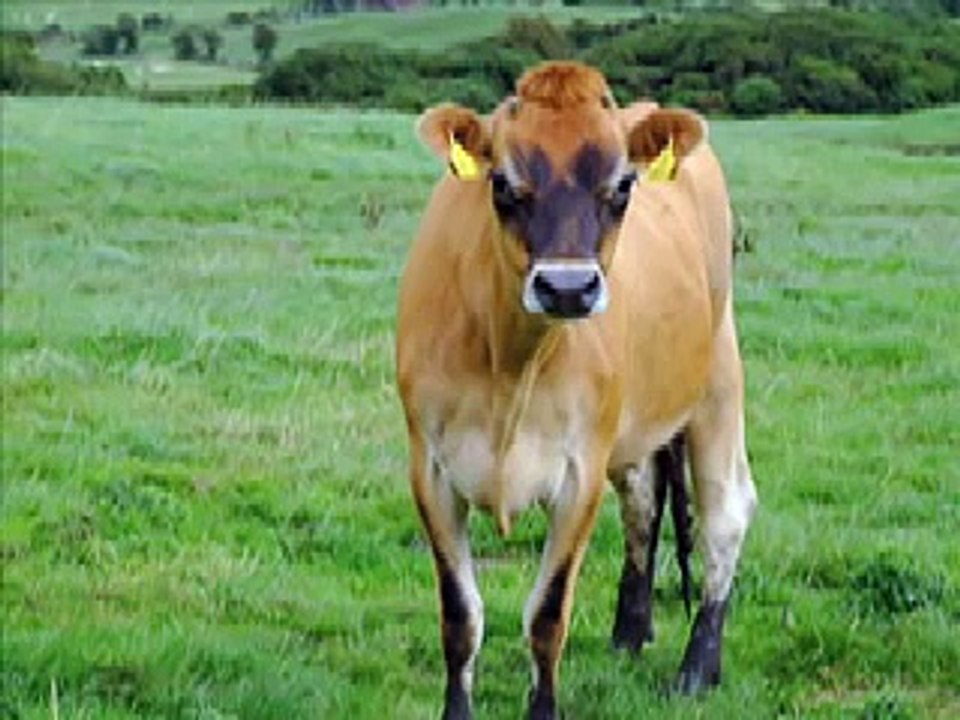 I am Cow