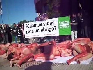 Cuantas Vidas para un abrigo -How many furs for a coat - ANIMANATURALIS