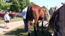 HORSE- POWERED GRAIN SEPARATOR