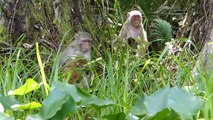 Hidden Florida with the Silver River Monkeys Adorable Babies HD 2013