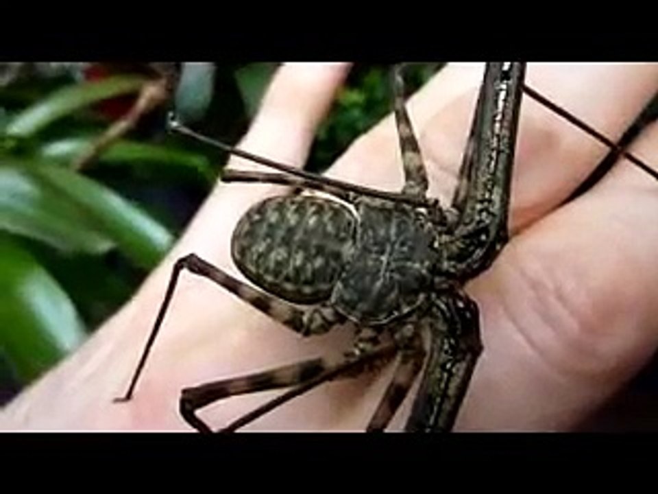 Tailless whip scorpion