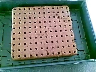 Acuaponia - Como germinar lechugas para el Acuapónico