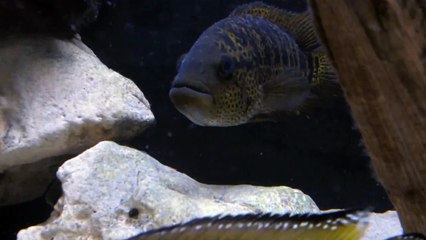 Yellow Jacket Cichlid - Parachromis friedrichsthalli (Male)