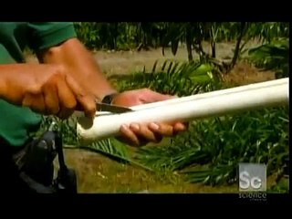 How It's Made Hearts of Palm