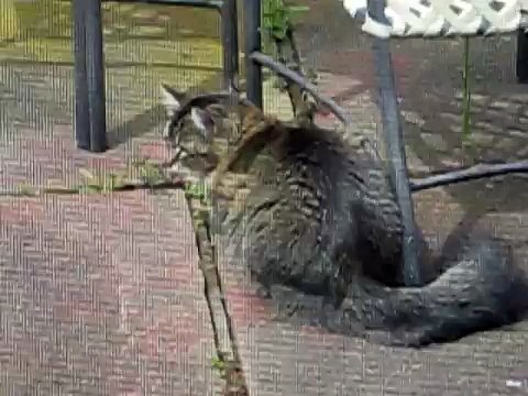 Maine Coon Neighbor's Cat Hunting - pt. 2/2