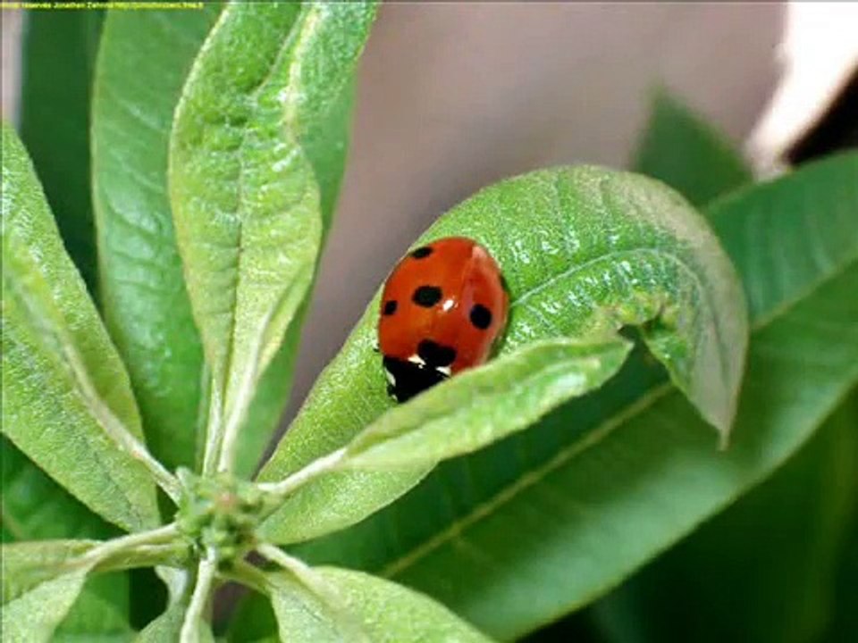 Une petite coccinelle -Abir-