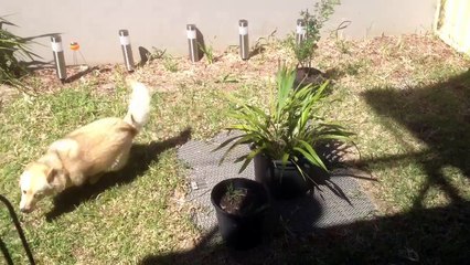 Cody (Pomsky) absolutely loves grass