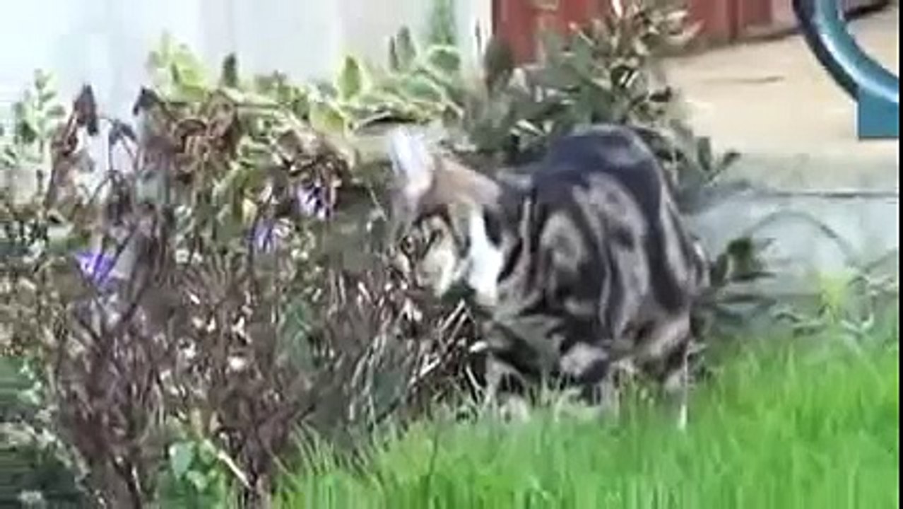 سبحان الله والله معجزه شوف رحمه الله  كيف تلد القطه