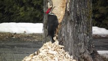 Angry Woodpecker destroying tree!