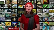 Santas semidesnudos y un coro felino en BBC Mundo Freak