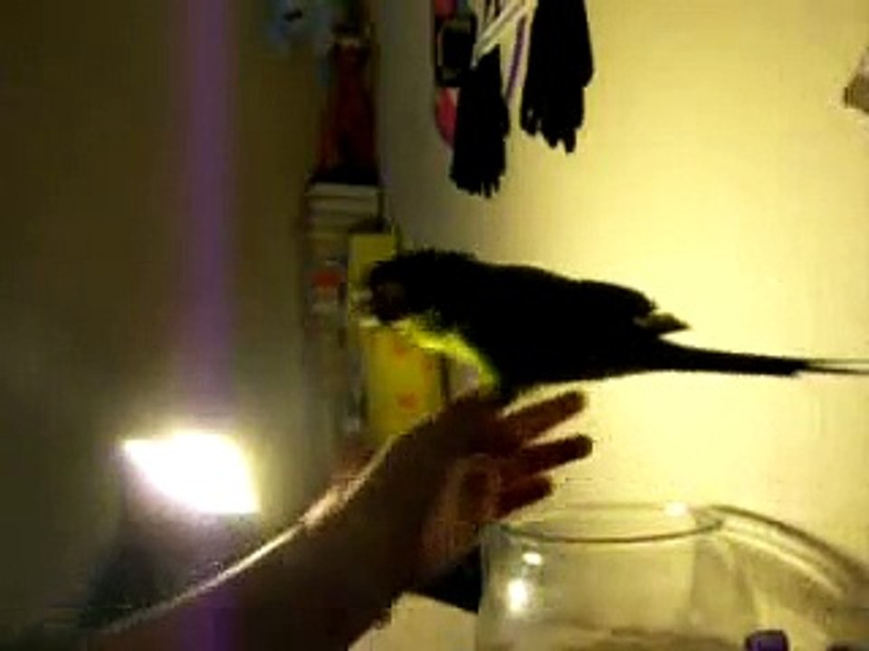 MY NEW HAHN'S MACAW I DONT KNOW WHAT TO NAME HIM ANY IDEAS!?