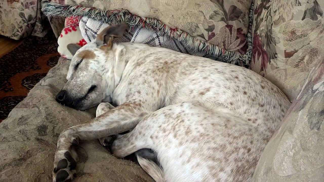 Cute dog dreaming smiling when waking up!